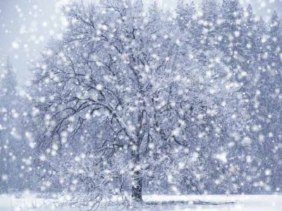 Women's Basketball At Wheelock College Postponed